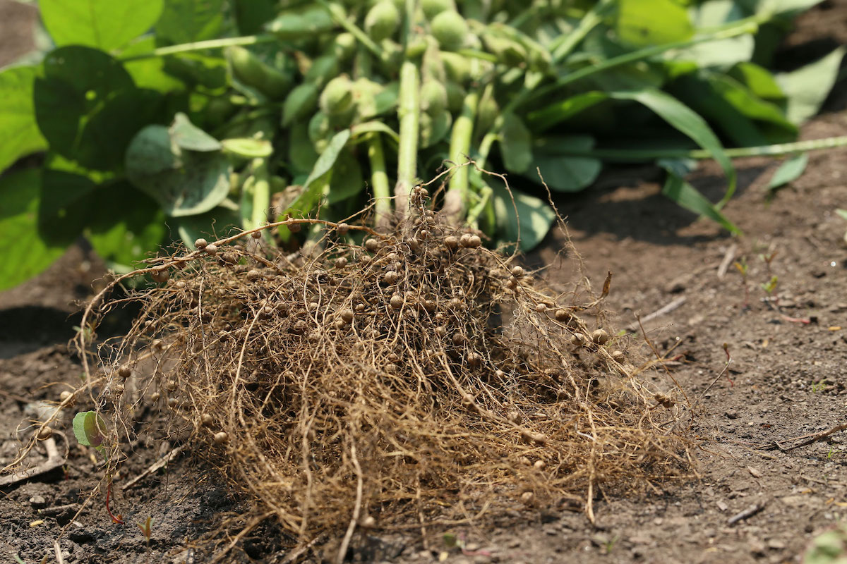 Urban Edge Nitrogen Nodules Legume