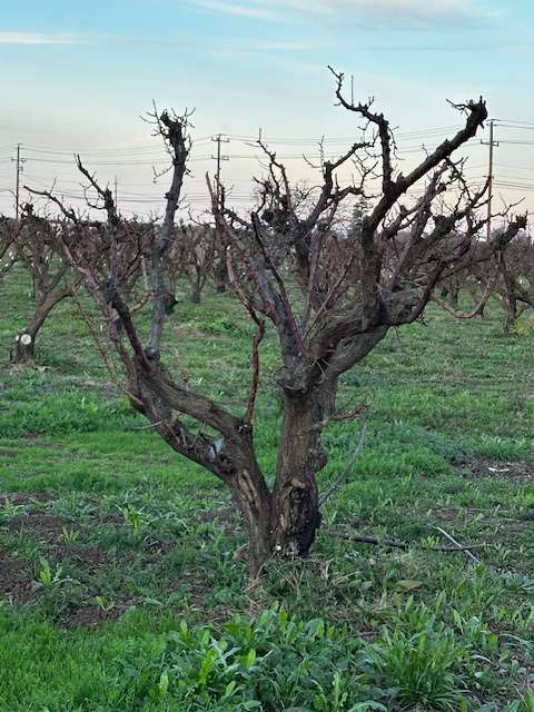 Urban Edge Apricot Tree