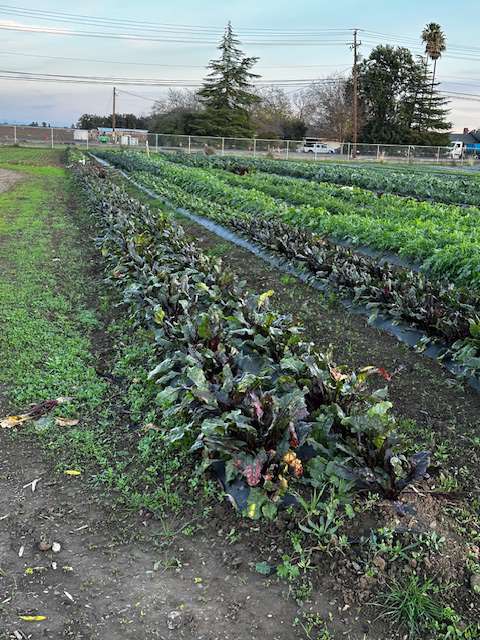 Urban Edge Winter Vegetables