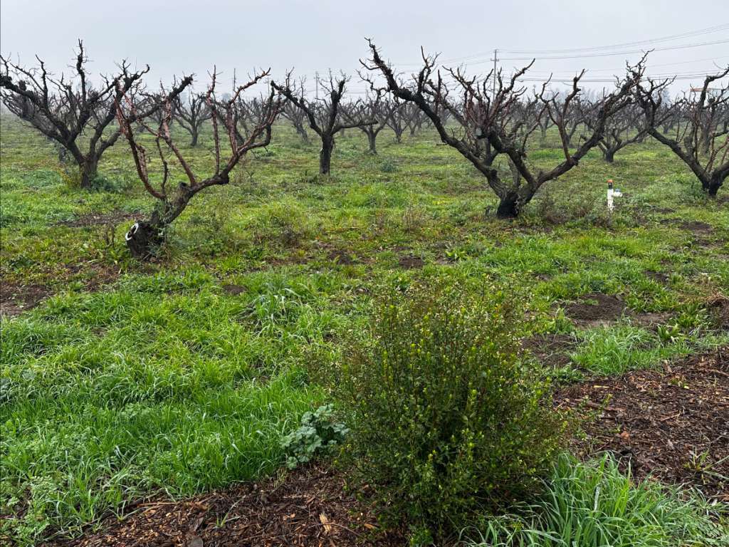 In a month, apricot trees will start budding and blooming. These spring blooms will bring sweet organic apricots from late May to June.