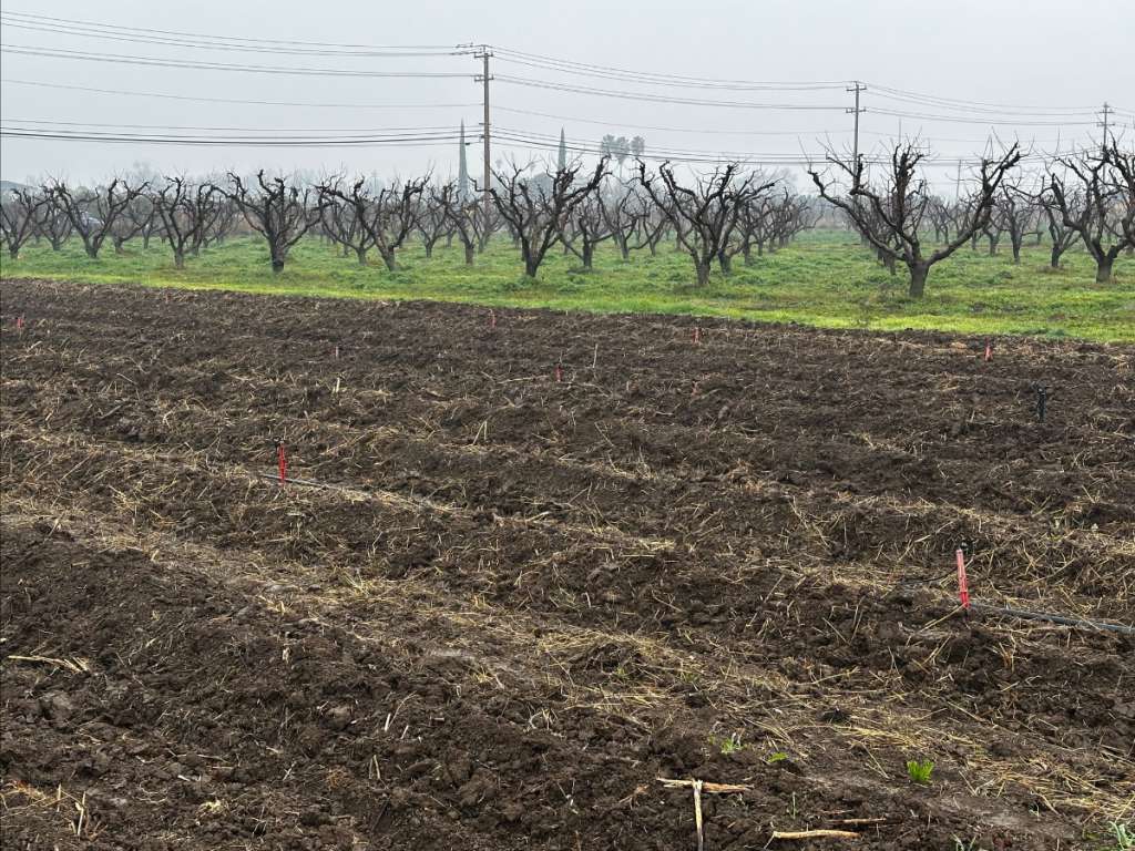 In 15 to 30 days, we will start harvesting organic asparagus as it begins to sprout. Around the same time, our peach trees will be in full pink bloom.