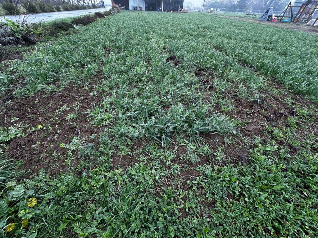 Cover cropping benefits from rain and serves as an organic regenerative farm fertilizer and soil conditioner.