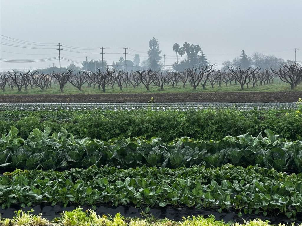 Our organic winter vegetables are thriving. Expect a full range of them in our store when we reopen.