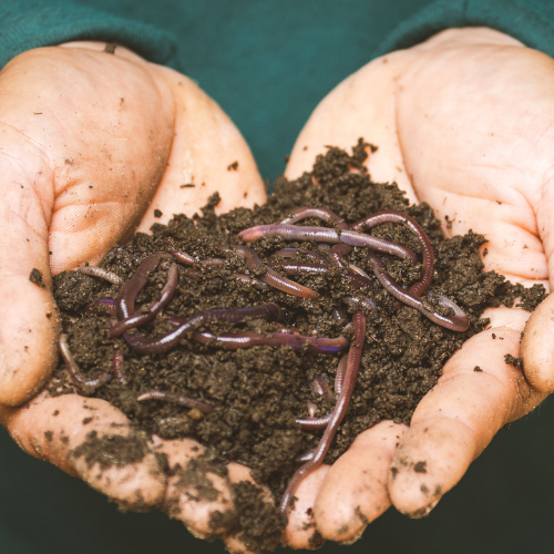 Composting Event Image Hands holding compost and worms