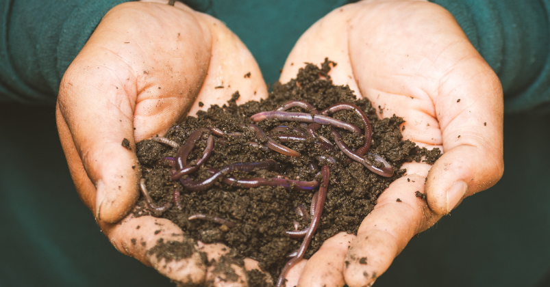 Raised Garden Bed Gardening with Compost & Vermicompost