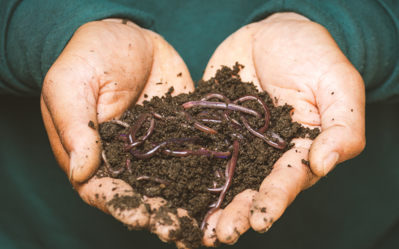 Composting Event Image Hands holding compost and worms