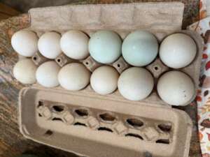 Duck Eggs in an egg carton