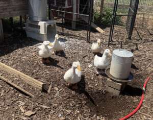 Ducks at The Urban Edge Farm