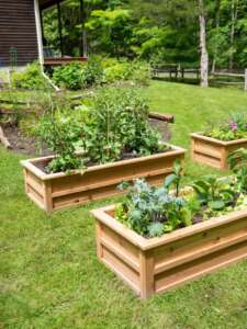 Raised Garden Beds Raised garden beds with vegetables growing