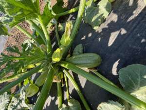 Zucchini growing in the ground
